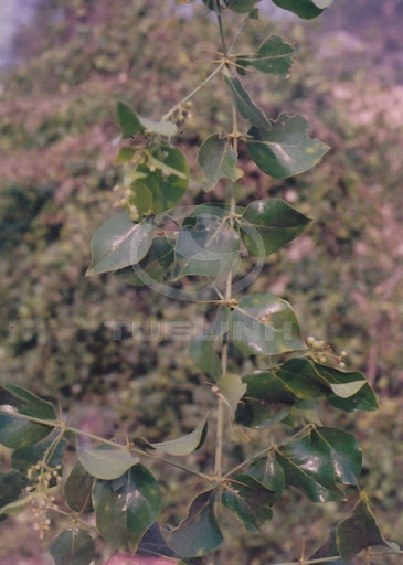 Cây Chùm lé. Azima sarmentosa (Blume) Benth et Hook f - Cây Thuốc Nam Quanh Ta